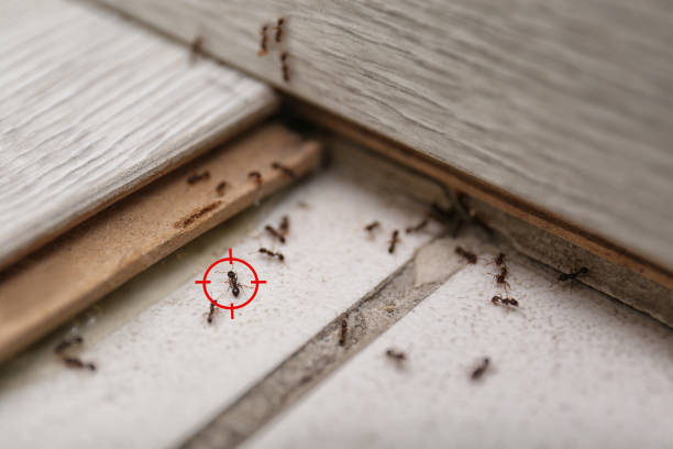 Best Local Pest Control Services  in Luray, VA