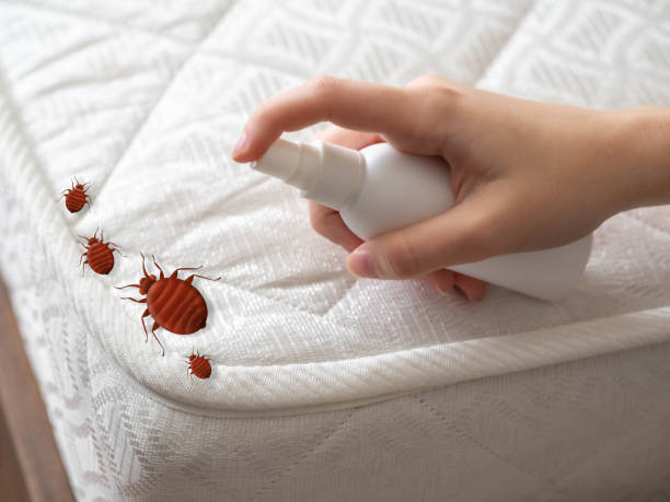 Best Wasp Removal Services  in Luray, VA