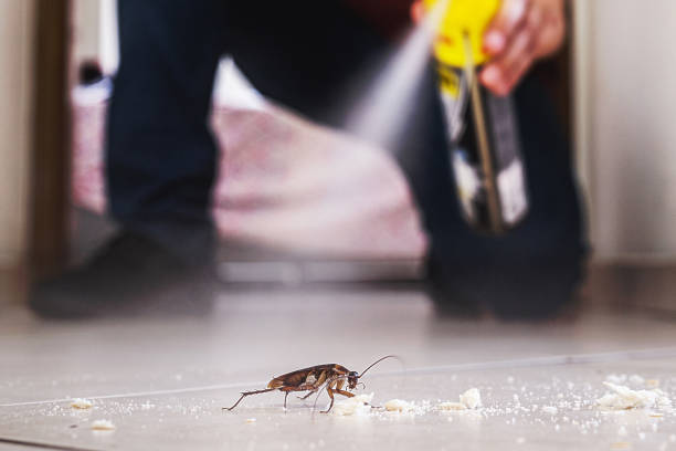 Best Best Pest Control Companies  in Luray, VA